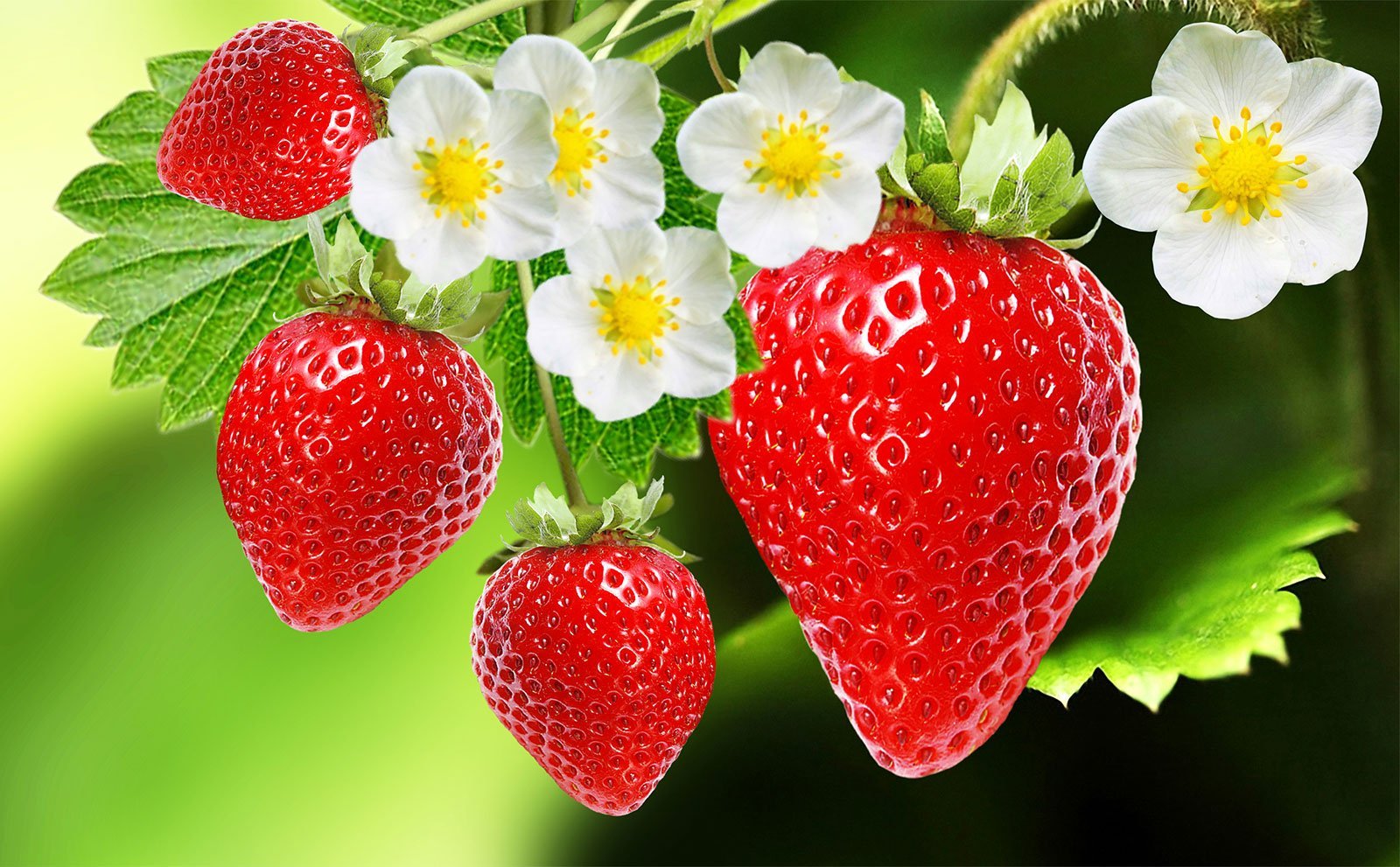 Strawberrynet - Atendimento diferenciado que faz a diferença!